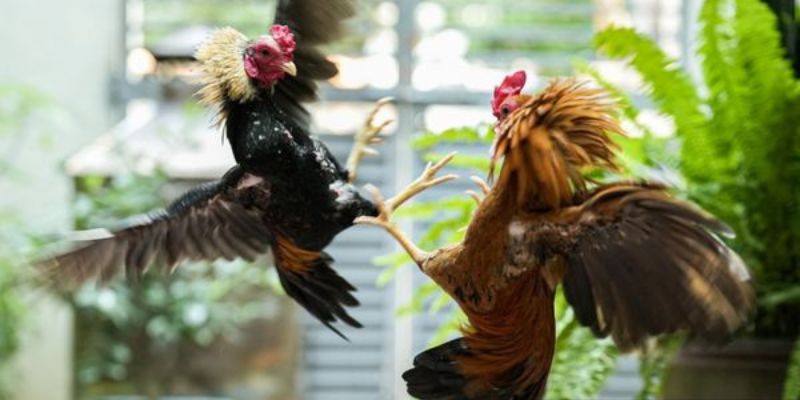 Khám phá kinh nghiệm lựa chọn đội gà khi cá cược đá gà tre tại F8bet